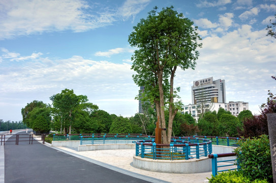 金华婺江边游步道 银杏树