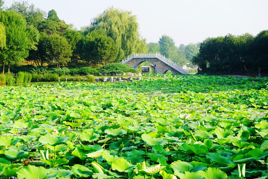 圆明园之夏