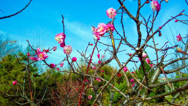 梅花