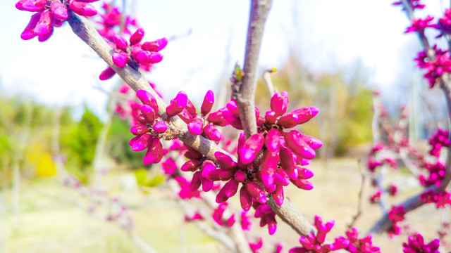 洋紫荆 紫色花 春天植物