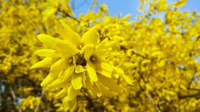 春天树木 春暖花开