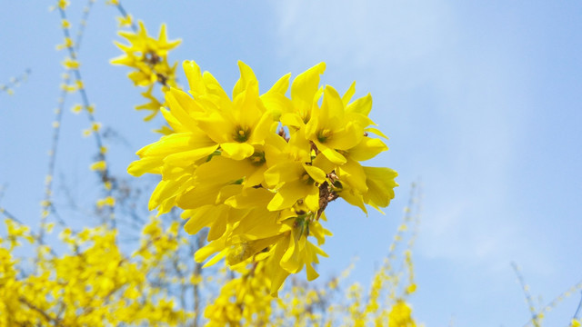 连翘花  黄色花