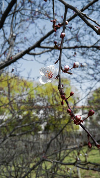 紫叶树 紫叶李花