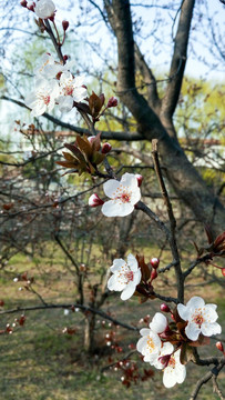 紫叶李 李子花