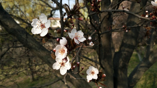 紫叶李