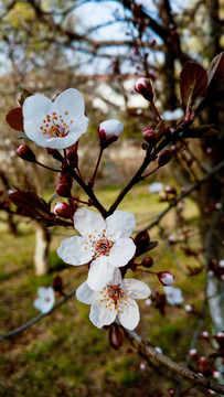 李子花