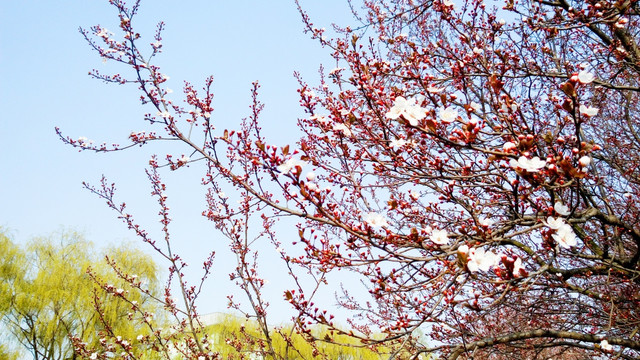 紫叶李 春暖花开