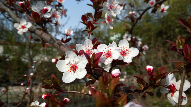 樱花