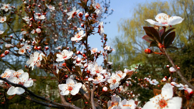 果树花 李子花