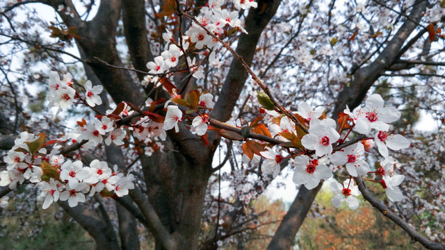 樱花