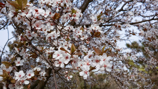 紫叶李