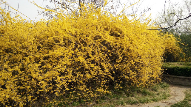 连翘花