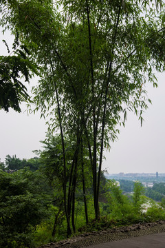 四川熊猫繁育基地园林景色