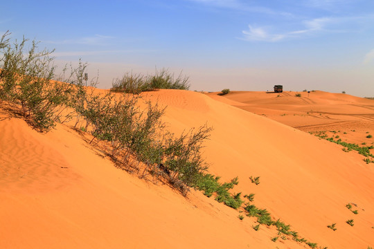 沙漠 沙柳 野草