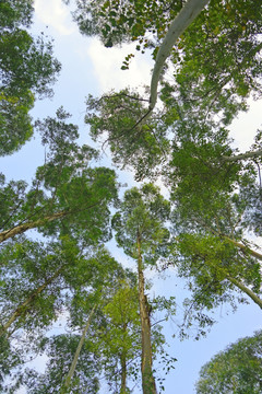 森林树冠 树林仰拍 巨桉林