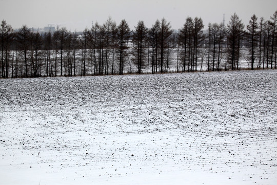 东北 黑土地 冬天 白雪