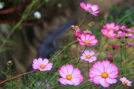 格桑花