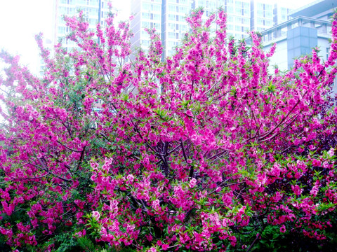 花枝 花朵 桃花 花苞 花蕾