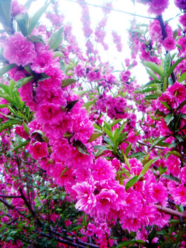 盛开的桃花 桃树 鲜花