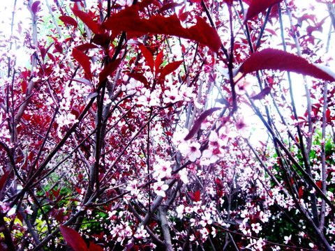 盛开的鲜花 杏花 梅花 桃花