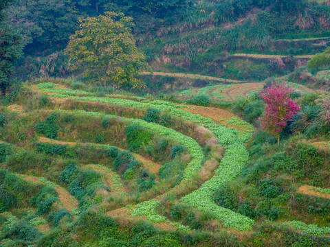 婺源篁岭梯田