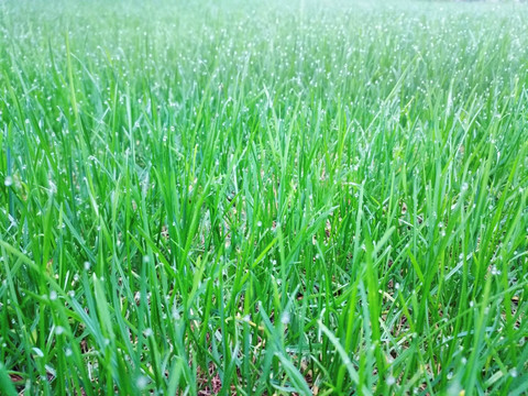 雨露草坪