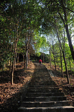 森林公园阶梯
