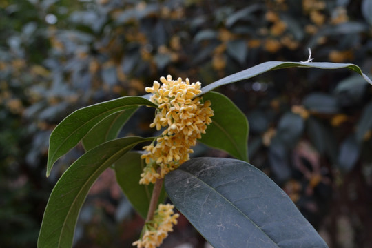 桂花枝叶 桂花