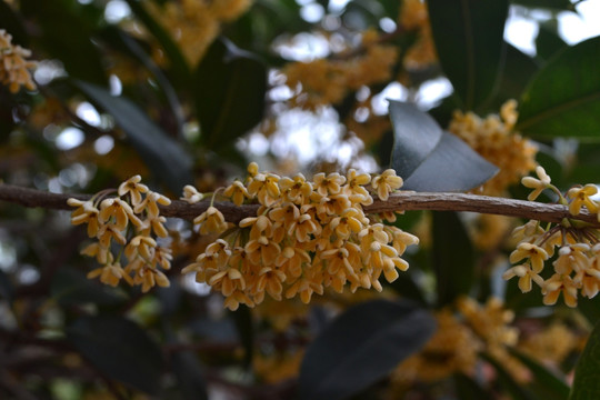 桂花