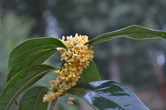 桂花 桂花图片