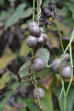 山药籽 山药豆子图片