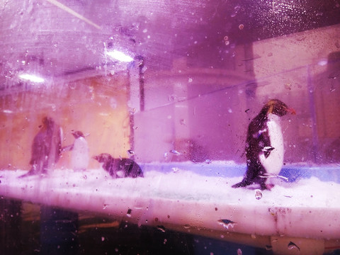 玻璃后面的企鹅