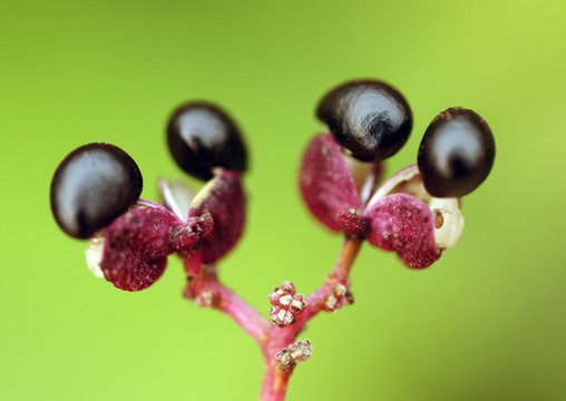 花椒