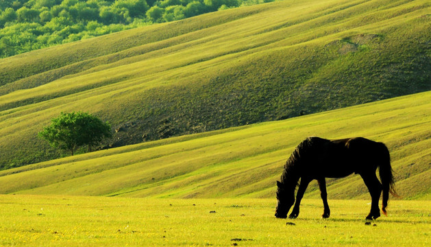 山地草原一匹马
