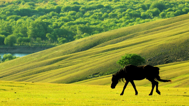 湿地草原一匹马