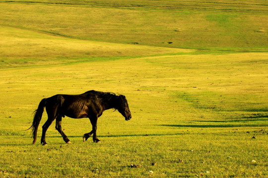 春季草原一匹马