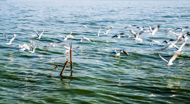 滇池一群海鸥