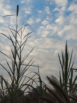 杂草天空