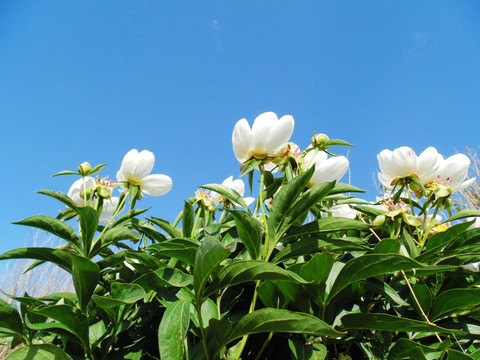 白色野生芍药花