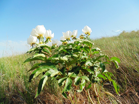 原野芍药花