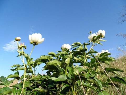 白色芍药花