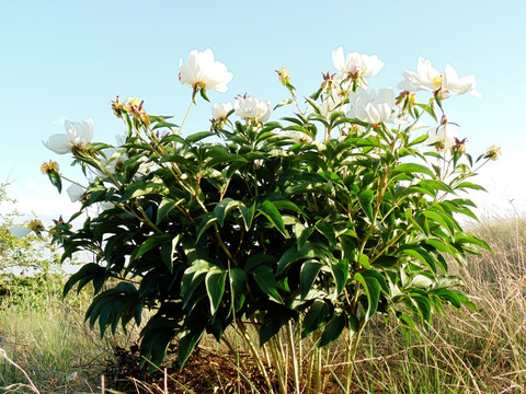 野生芍药花