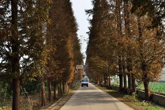 乡村公路 乡村道路 秋天的公路