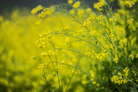 油菜花