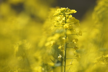 油菜花