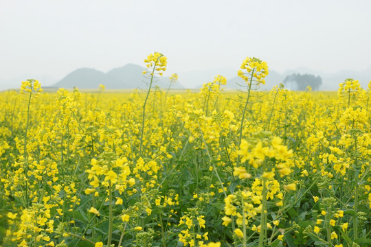 油菜花