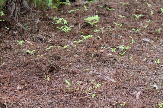 铁芒箕草根 柴根 芒箕草根