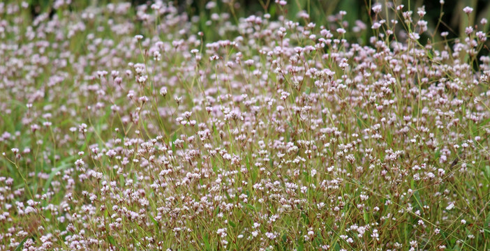 野蓼子花 辣蓼花