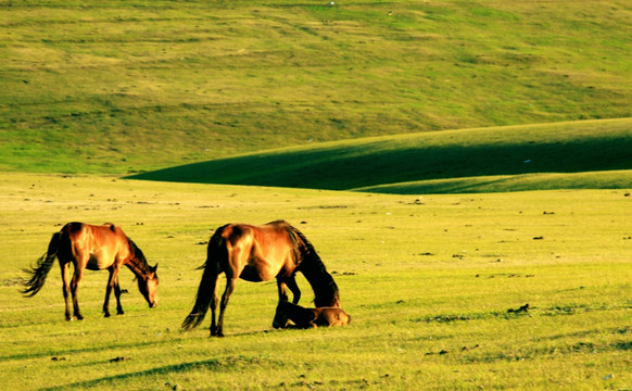 春季草原吃草的马