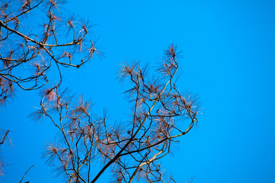 秋天 秋天松树 蔚蓝的天空 插